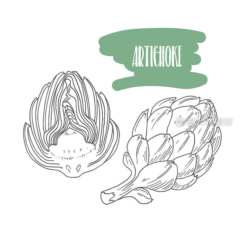 Hand drawn artichoke isolated on white. Sketch style vegetables with slices for market, kitchen or food package design